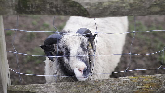 角黑白羊从方形围栏伸出鼻子视频的预览图