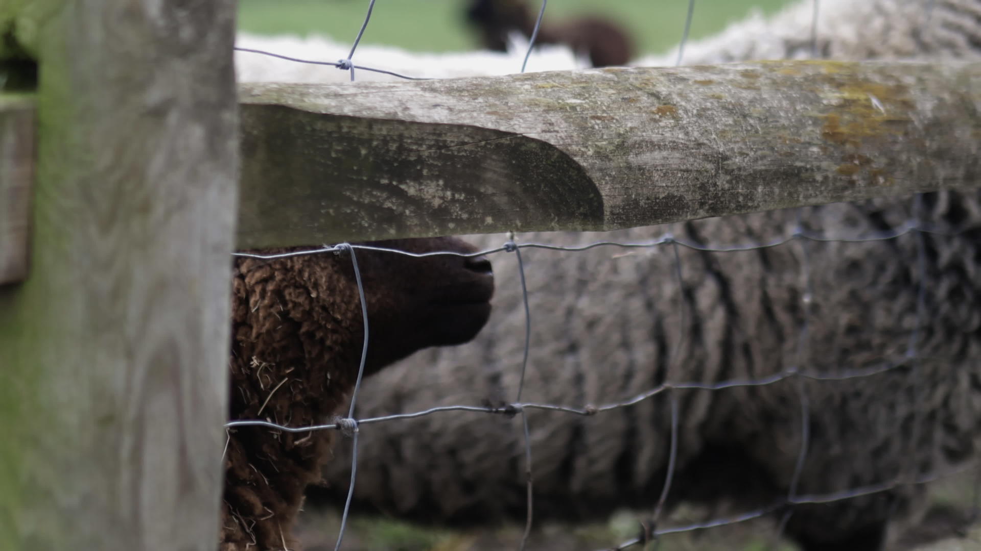 穿着灰色外套的小女孩用木头和铁丝栅栏喂了一只棕色的羊羔视频的预览图
