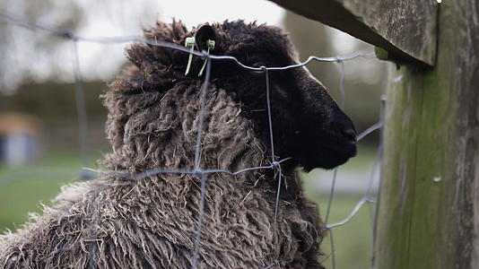 黑羊从方形结的栅栏和木板下吸出鼻子视频的预览图