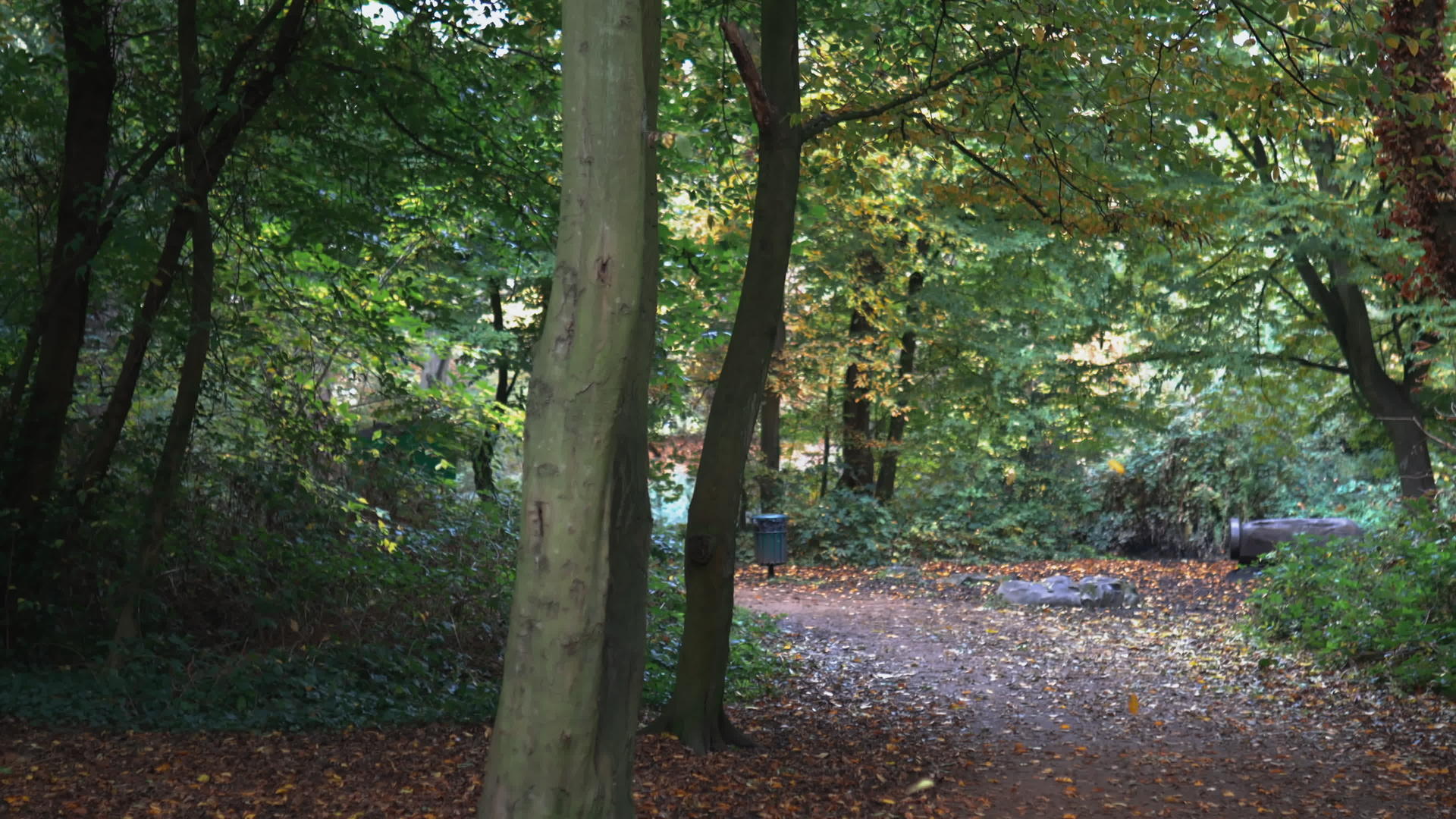 树叶落在森林中间的一条路上视频的预览图