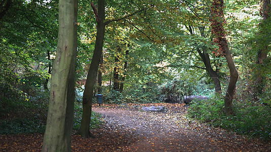 森林中间的秋叶覆盖着一条和平的道路视频的预览图