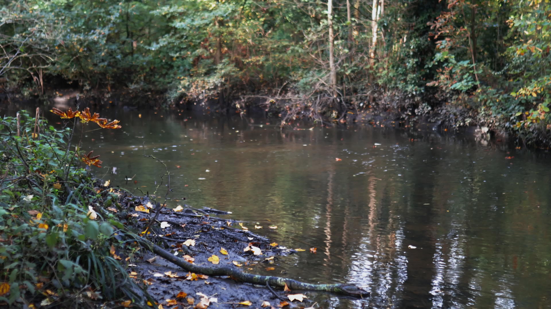 和平的河流被森林中的树木和灌木包围着视频的预览图