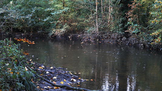 和平的河流被森林中的树木和灌木包围着视频的预览图