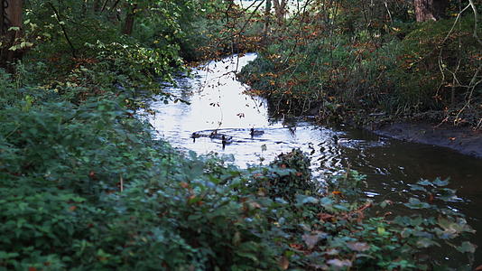 鸭子在森林中央被树叶环绕的河流上游泳视频的预览图