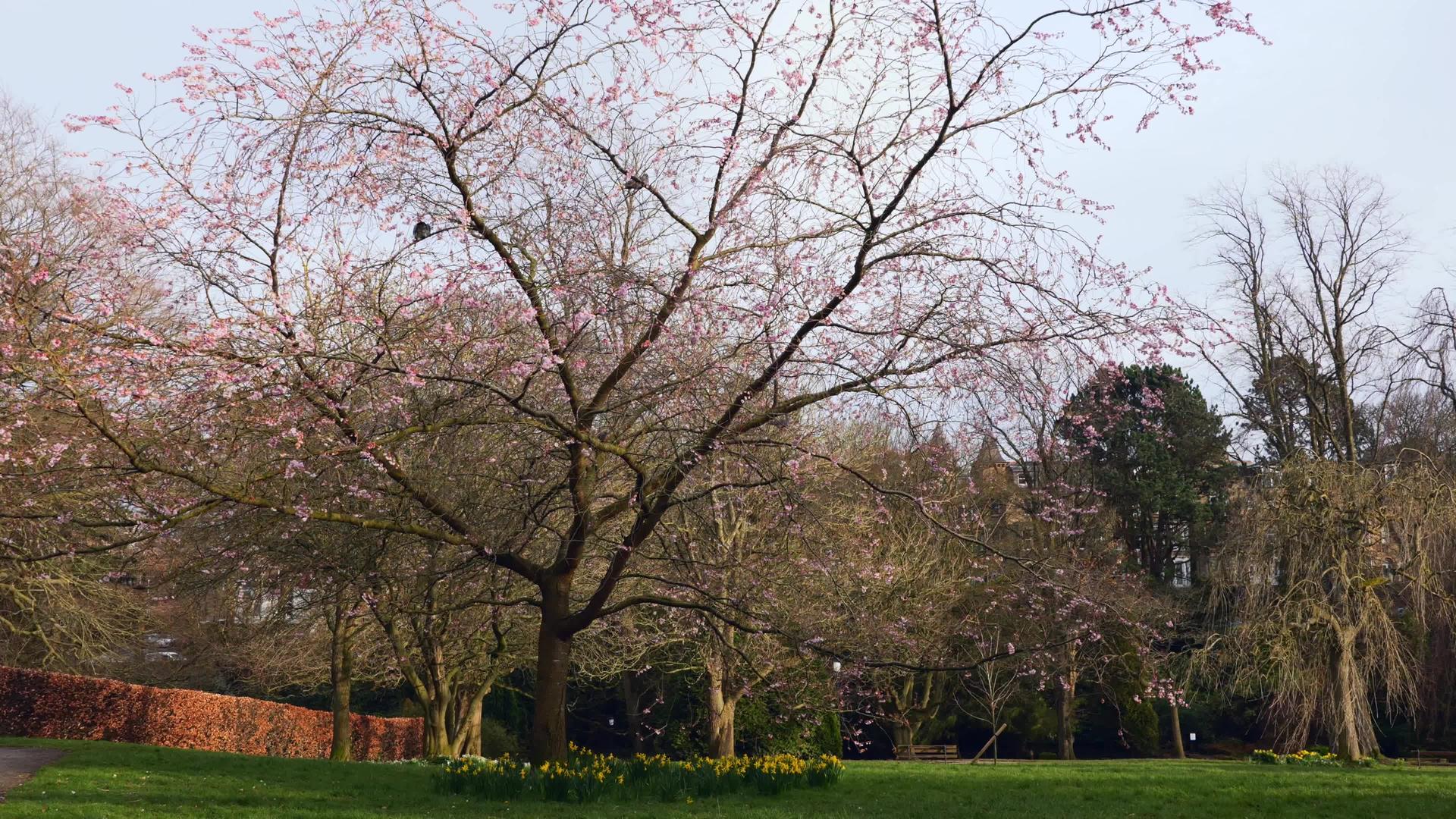 春初的花树视频的预览图