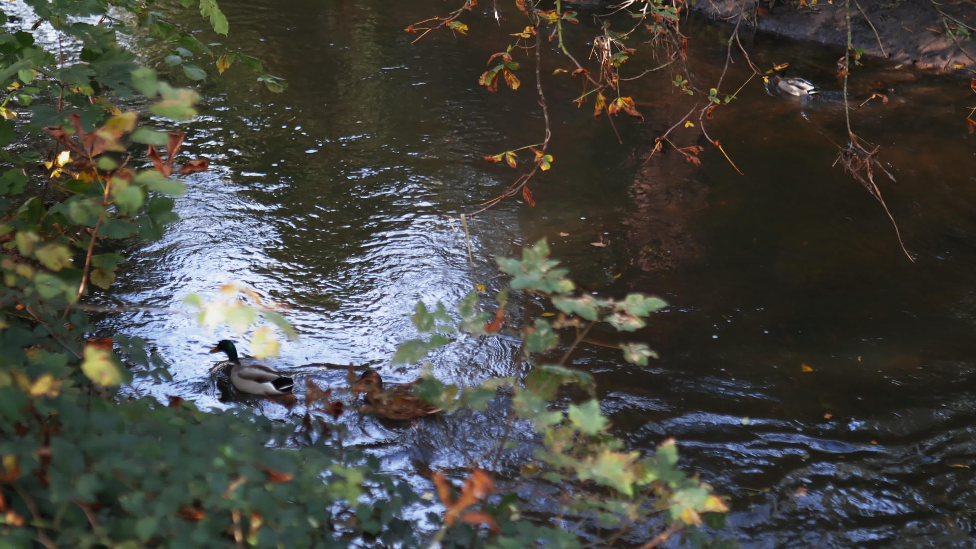 在森林中部的河流中鸭子与潮水对冲视频的预览图