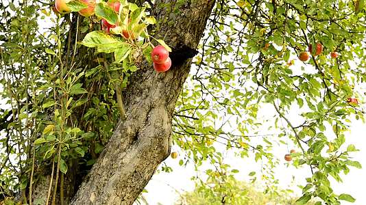 德国树上有成熟的苹果视频的预览图