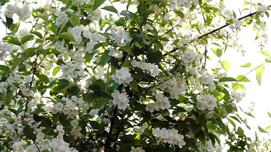 盛开的苹果树有明亮的阳光视频的预览图