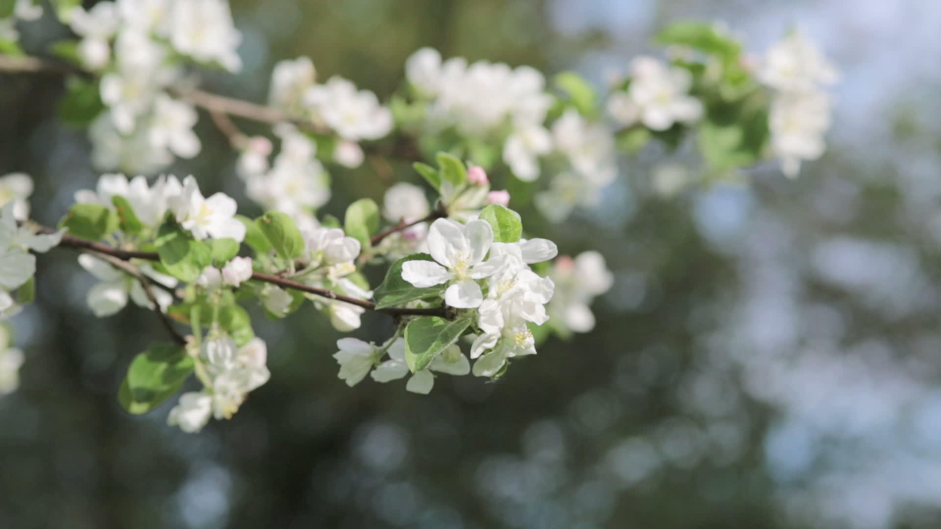 苹果树花瓣视频的预览图