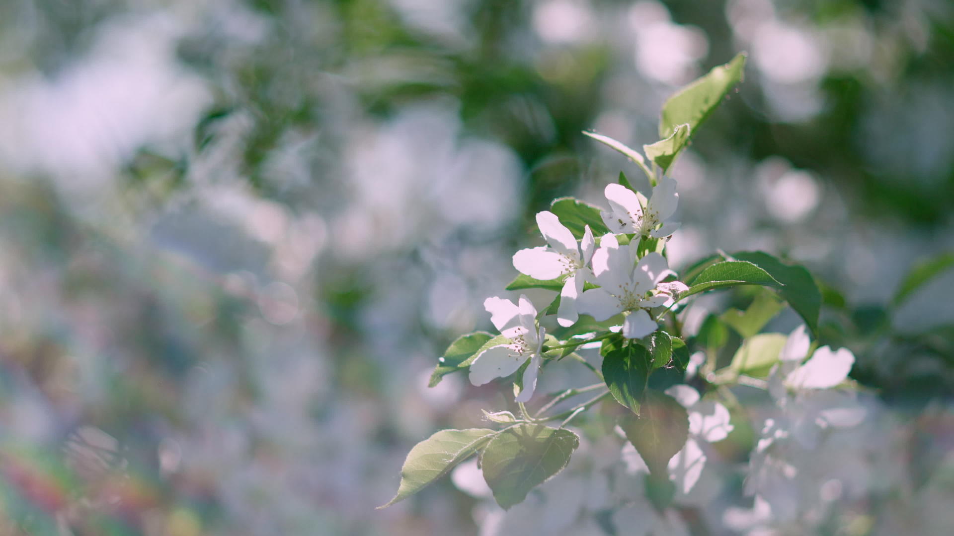 在阳光明媚的花园里开花的苹果树关闭了春天果园里盛开的树枝视频的预览图
