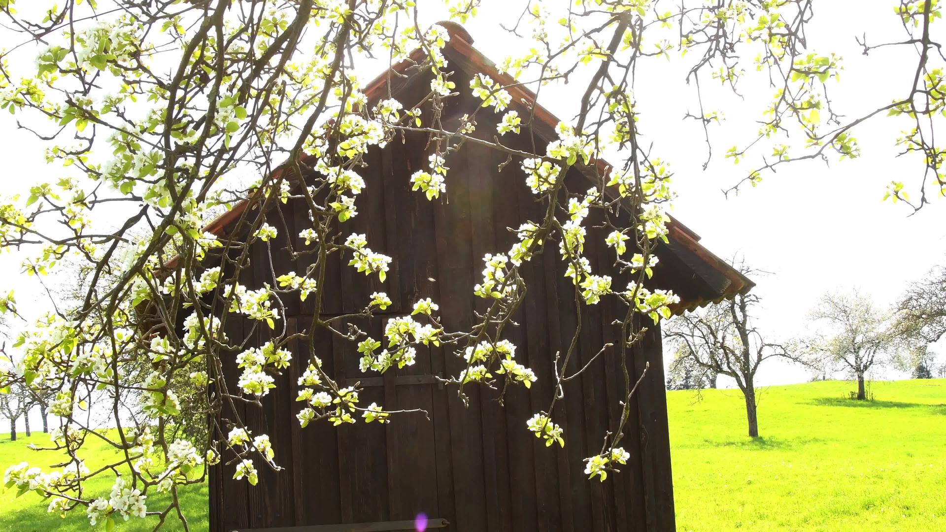 春天在德国的苹果树上开花视频的预览图