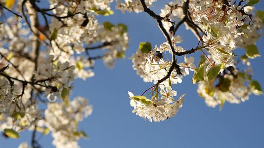 樱桃树加利福尼亚美国春天白色开花梨苹果或杏子娇嫩的樱花视频的预览图
