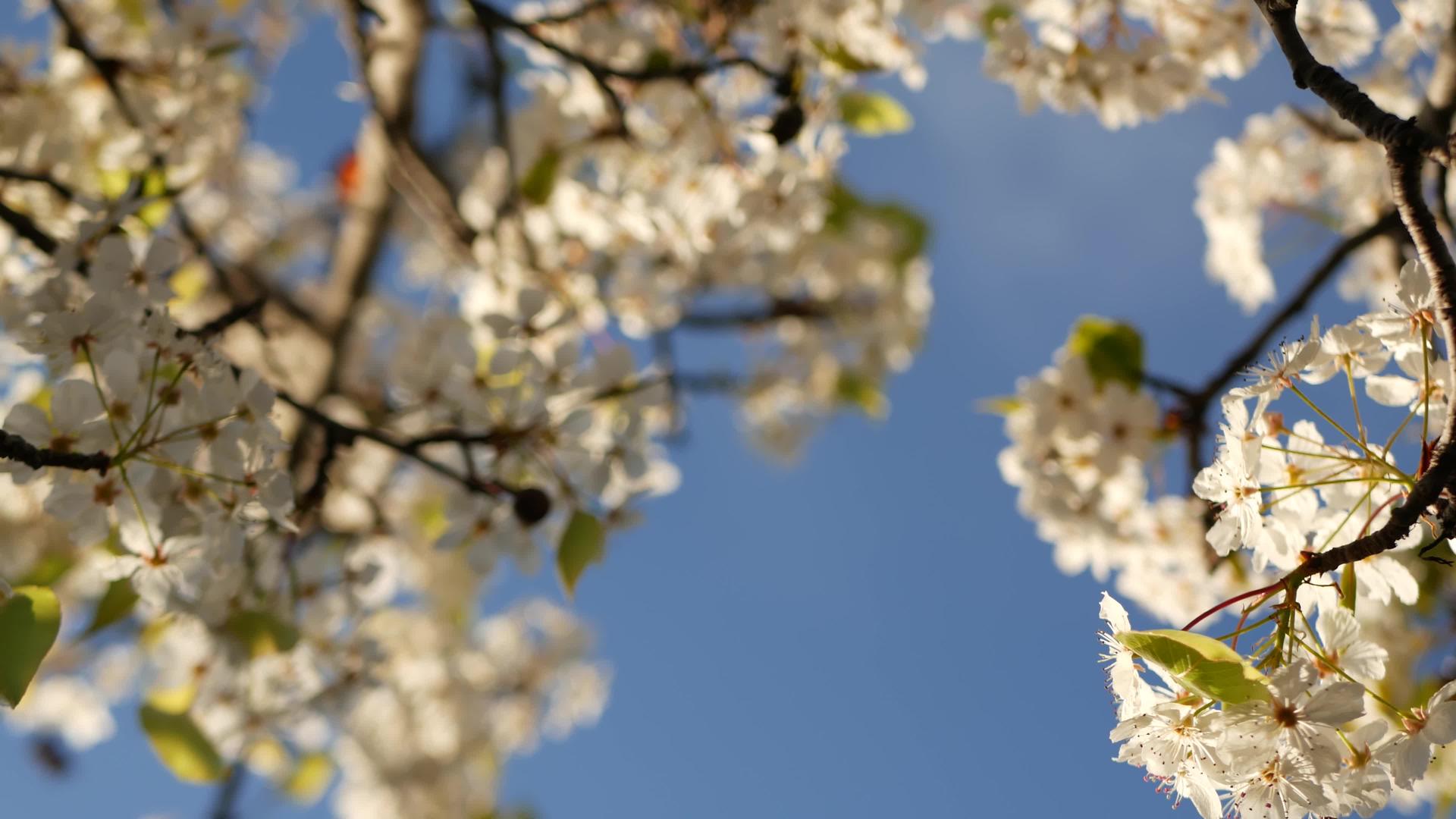 樱桃树加利福尼亚美国春天白色开花梨苹果或杏子娇嫩的樱花视频的预览图