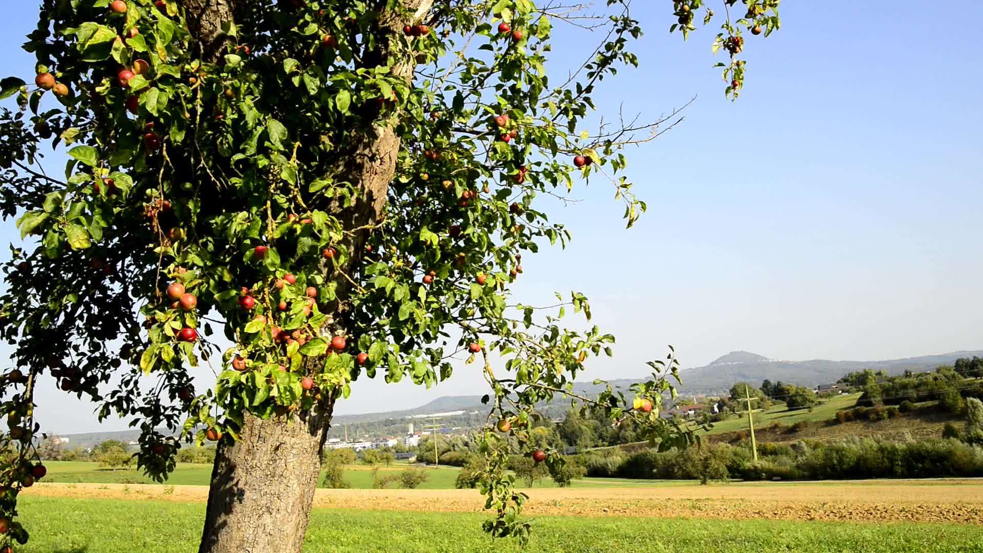夏天成熟的苹果种植在德国风景中的一棵树上视频的预览图
