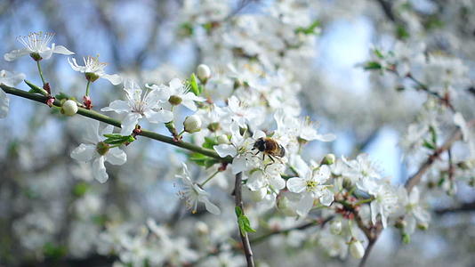 蜜蜂在树上的白花上爬行视频的预览图