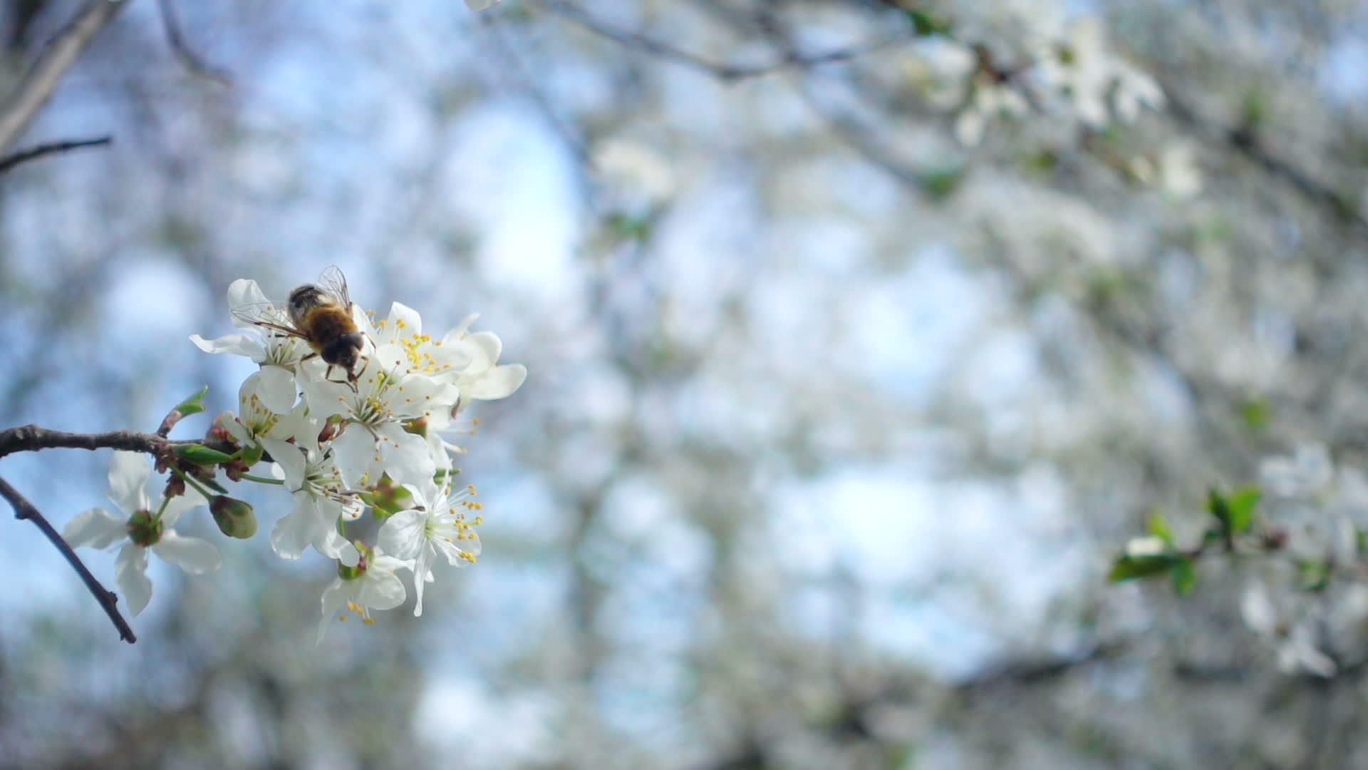 雄蜂在树的花上采集蜂蜜蜜蜂在树的白花上爬行视频的预览图