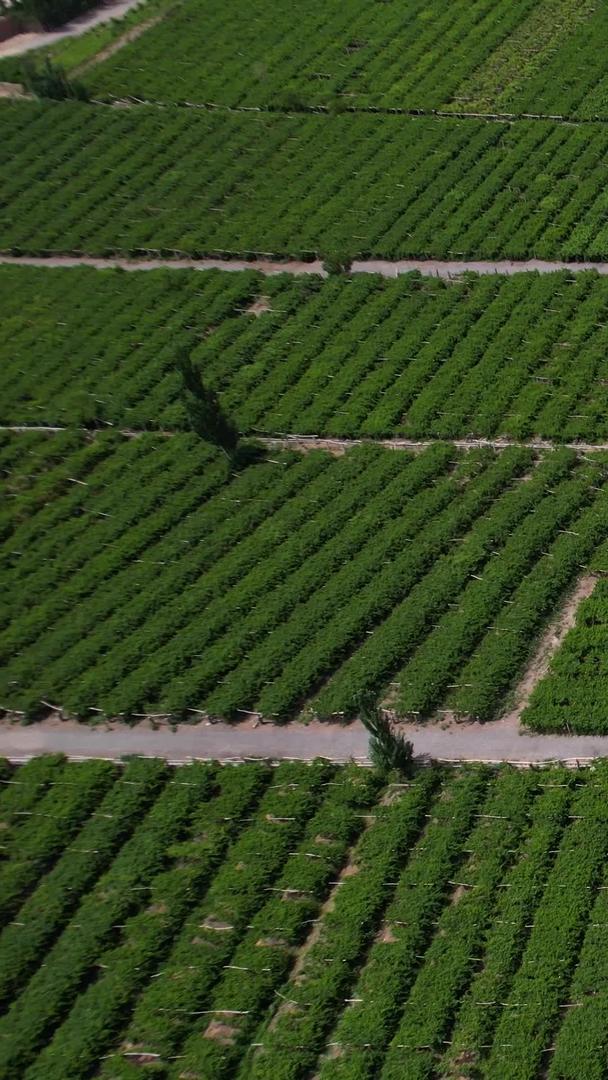 葡萄沟葡萄种植视频航拍5A景区视频的预览图