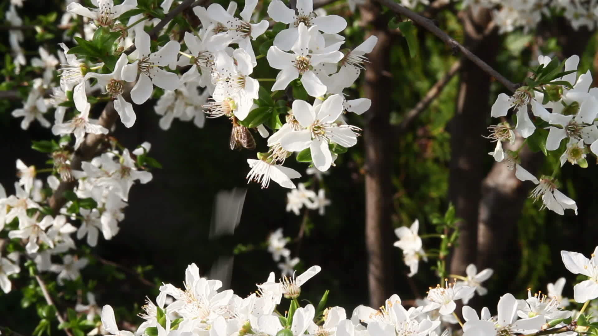 春花李树花视频的预览图