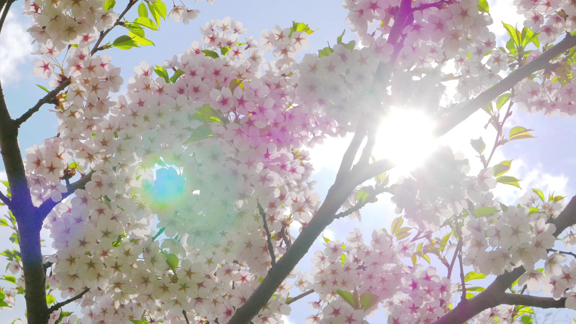 日本樱花对抗蓝天视频的预览图