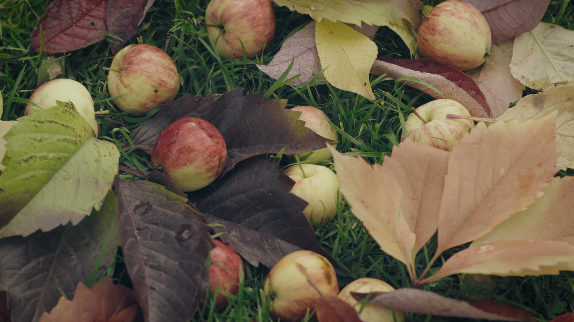 把成熟的红苹果倒在苹果树下视频的预览图