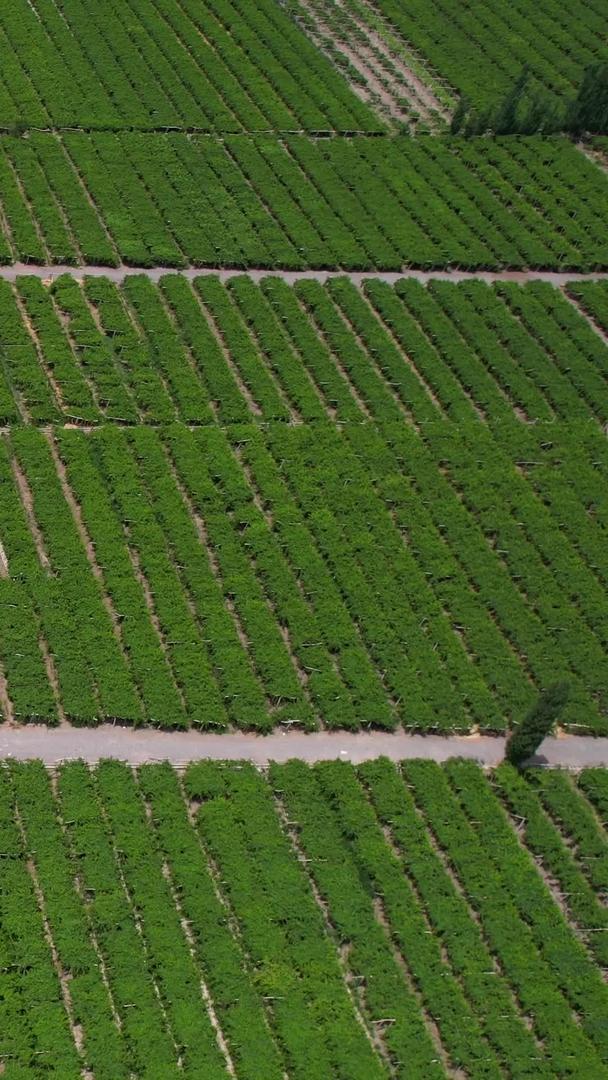 葡萄沟葡萄种植视频航拍5A景区视频的预览图