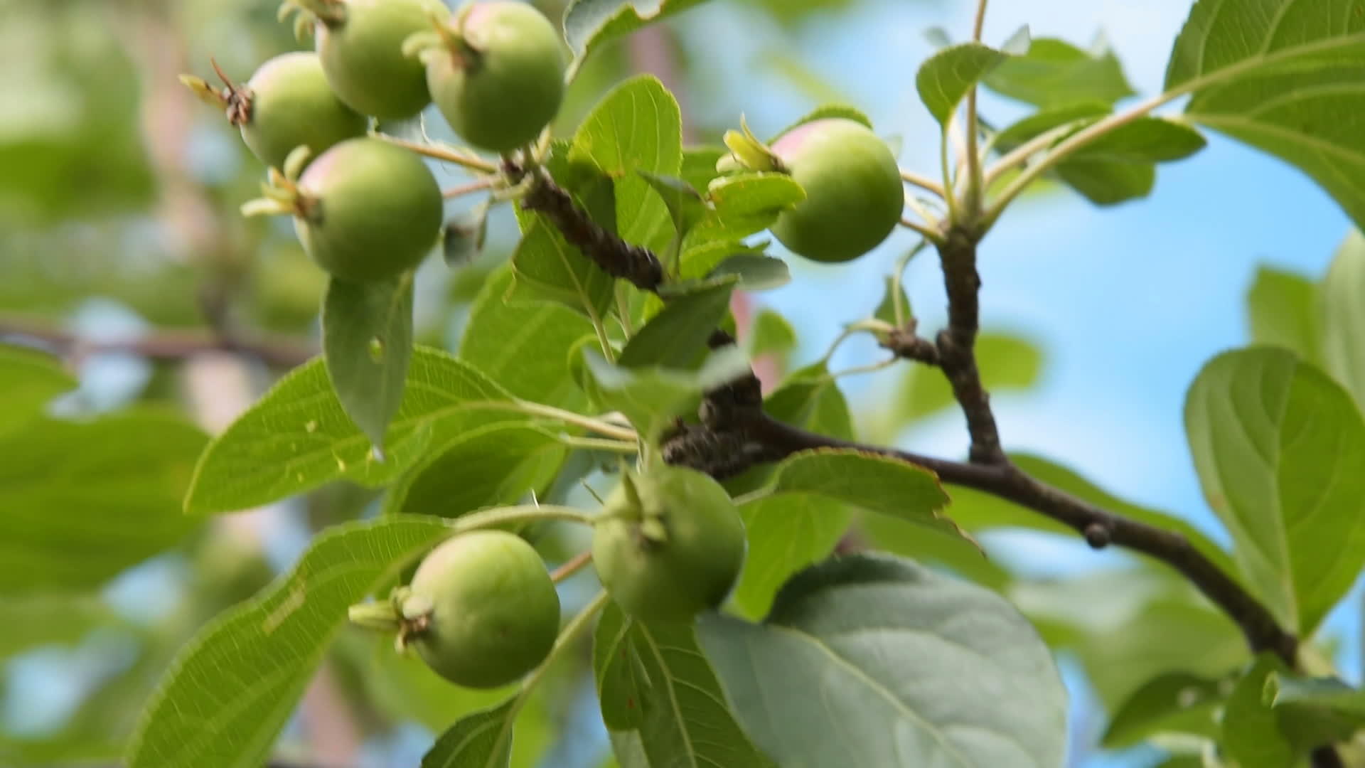 含有未成熟水果的苹果树枝视频的预览图