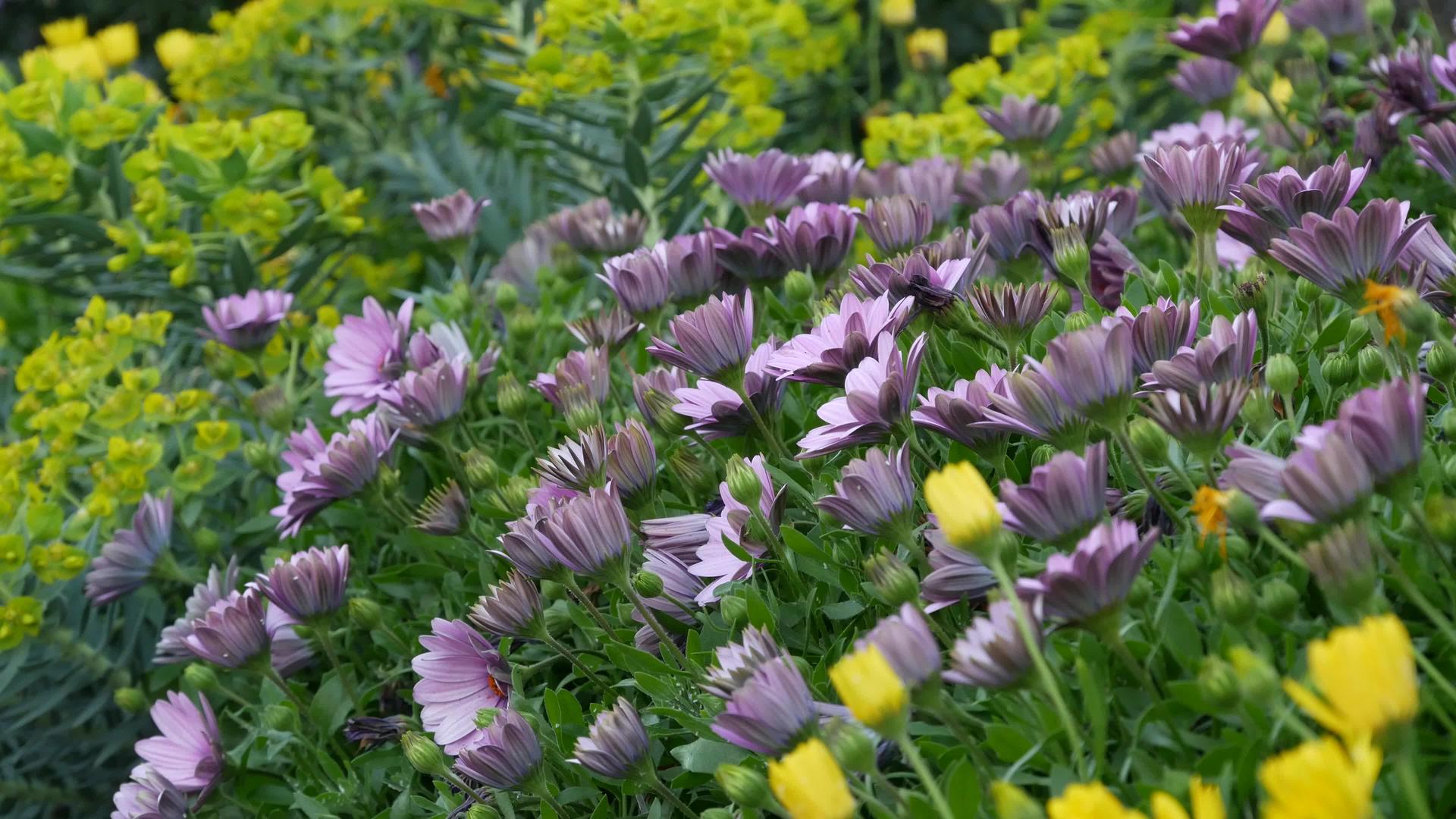 雏菊或玛格丽特在加利福尼亚州的五颜六色的花朵视频的预览图