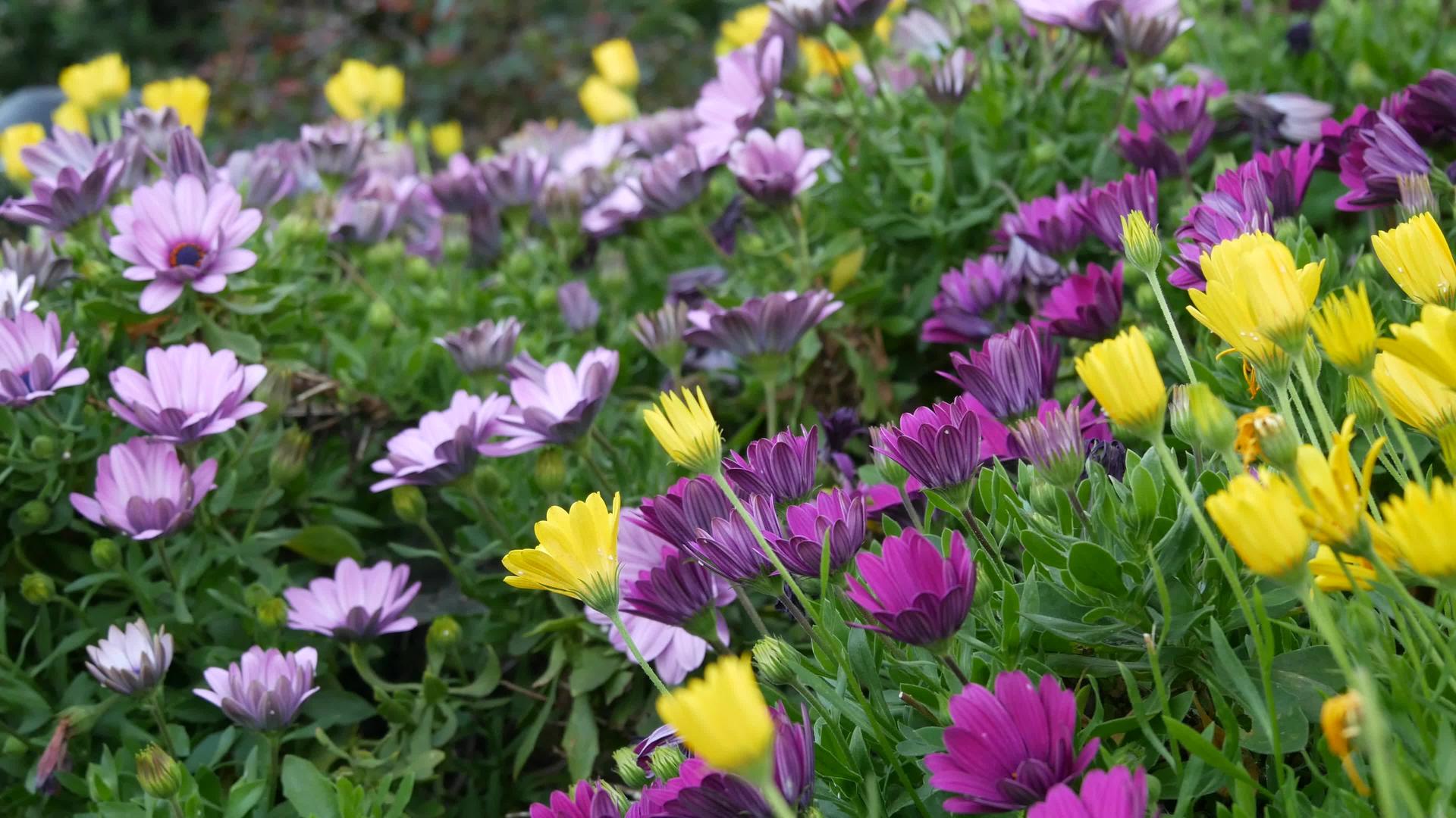 雏菊或玛格丽特在加利福尼亚州的五颜六色的花朵视频的预览图