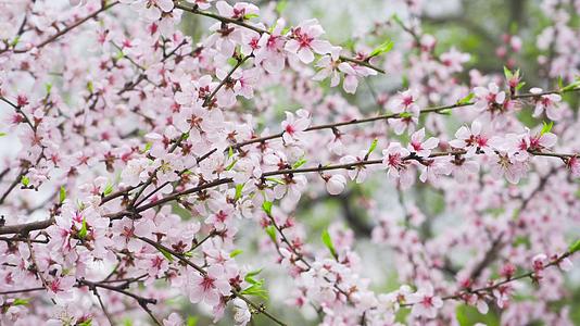 春天桃树开花粉色桃花花朵4K实拍视频素材视频的预览图