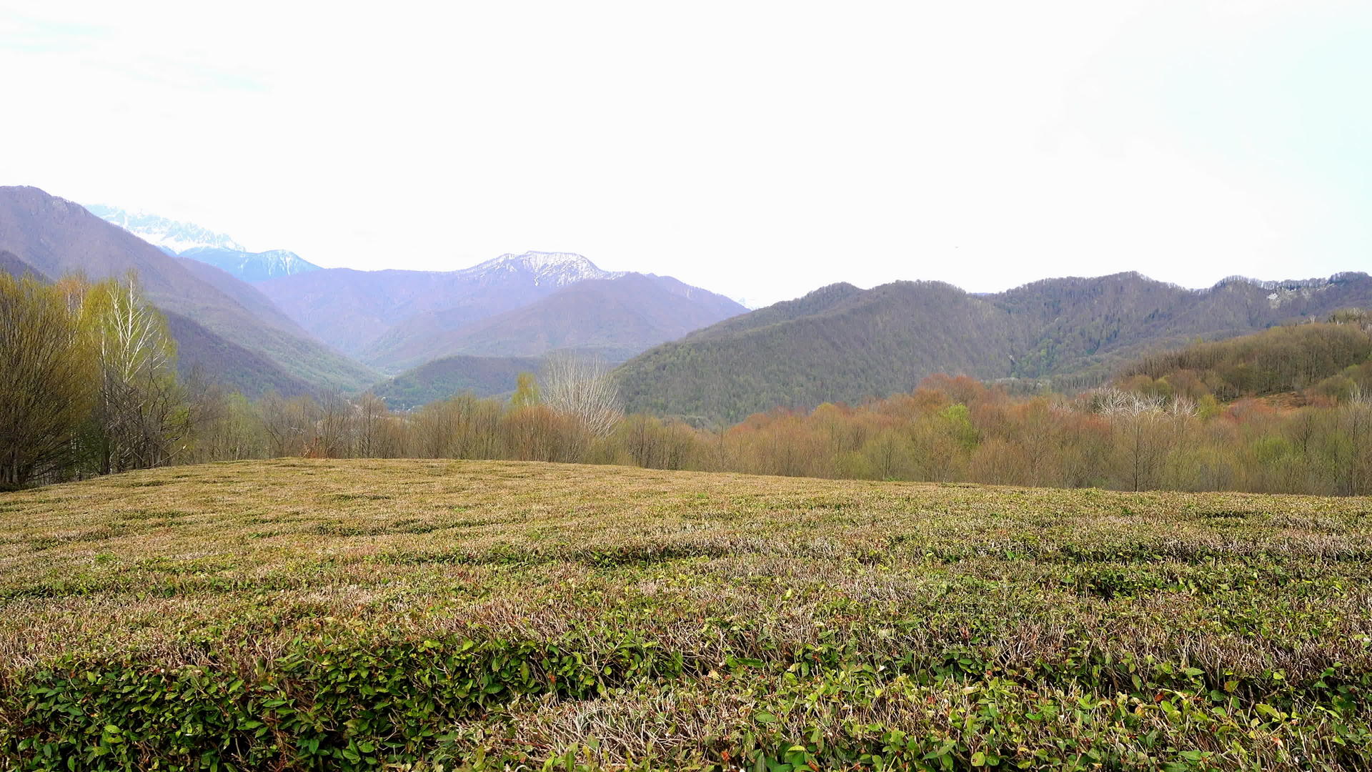 山区和茶叶种植园视频的预览图
