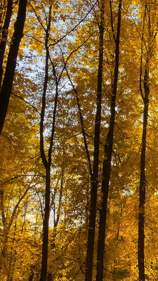 深秋树林逆光下的树叶视频的预览图