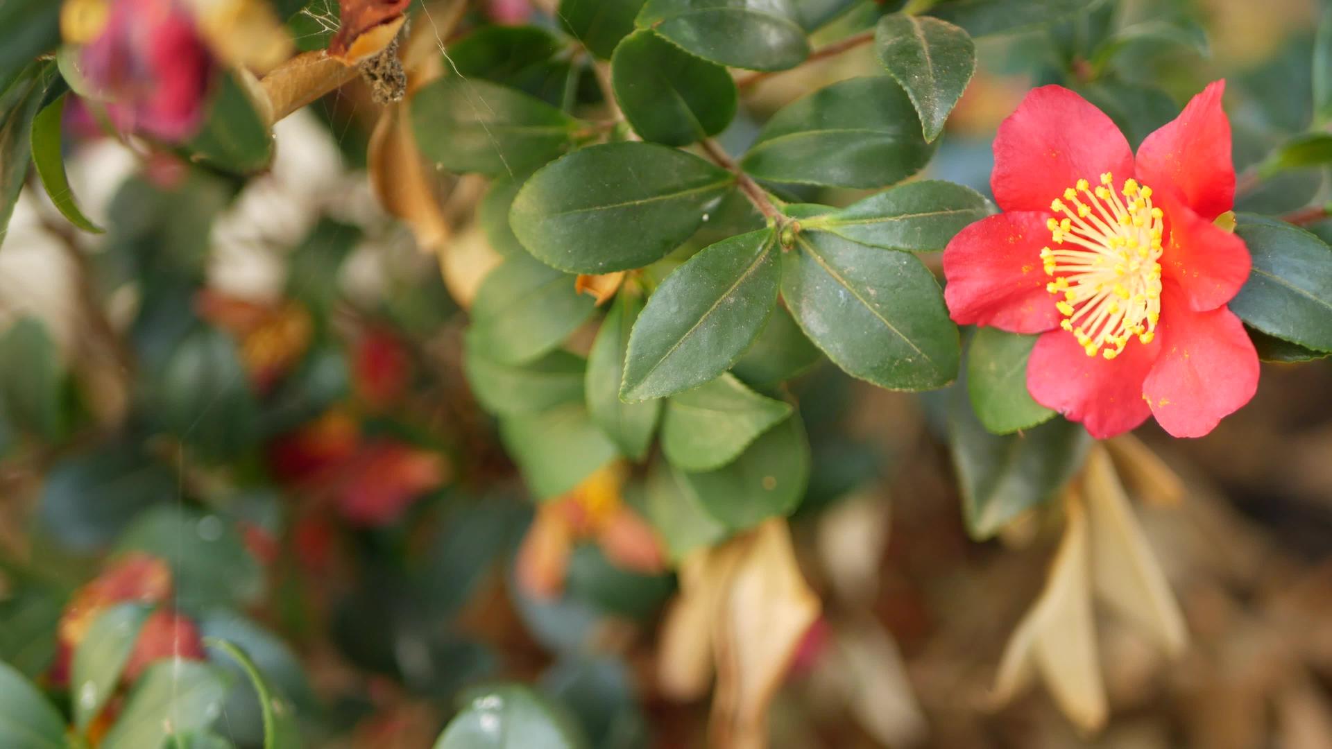红黄山茶花开花天然植物特写背景花园猩红异国情调视频的预览图