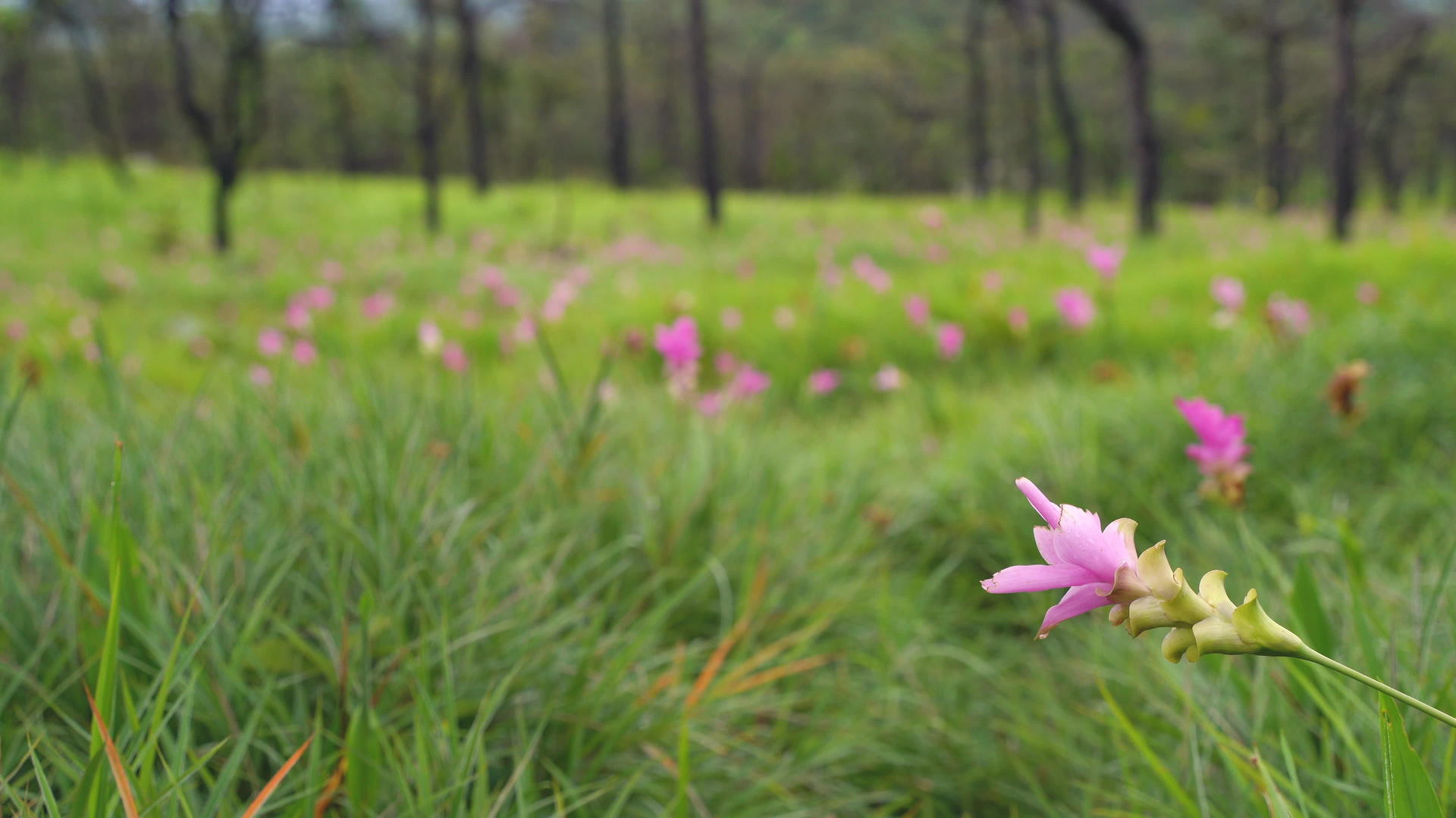粉红色花朵视频的预览图
