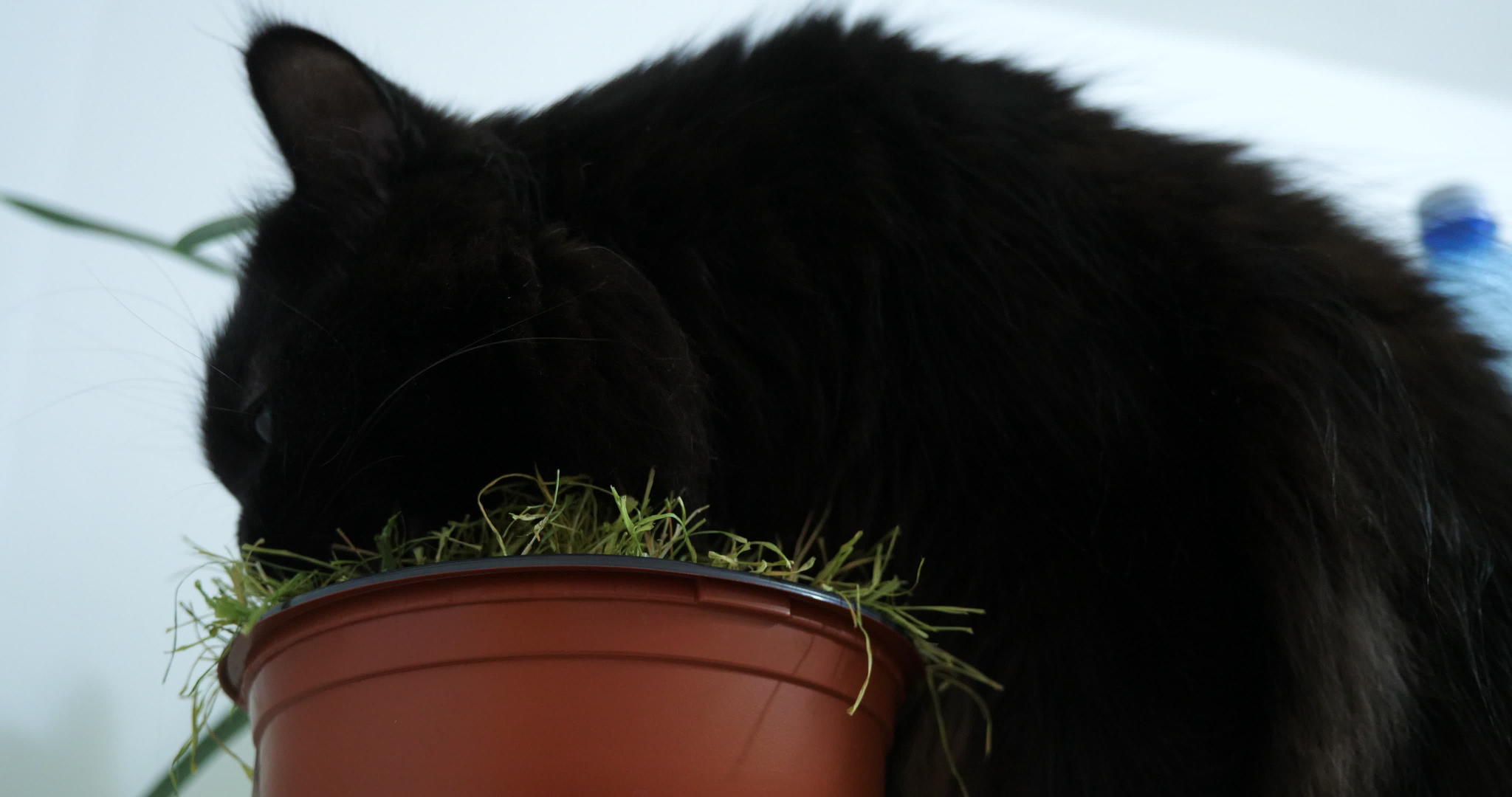 一只美丽的黑猫在大麻里吃草视频的预览图