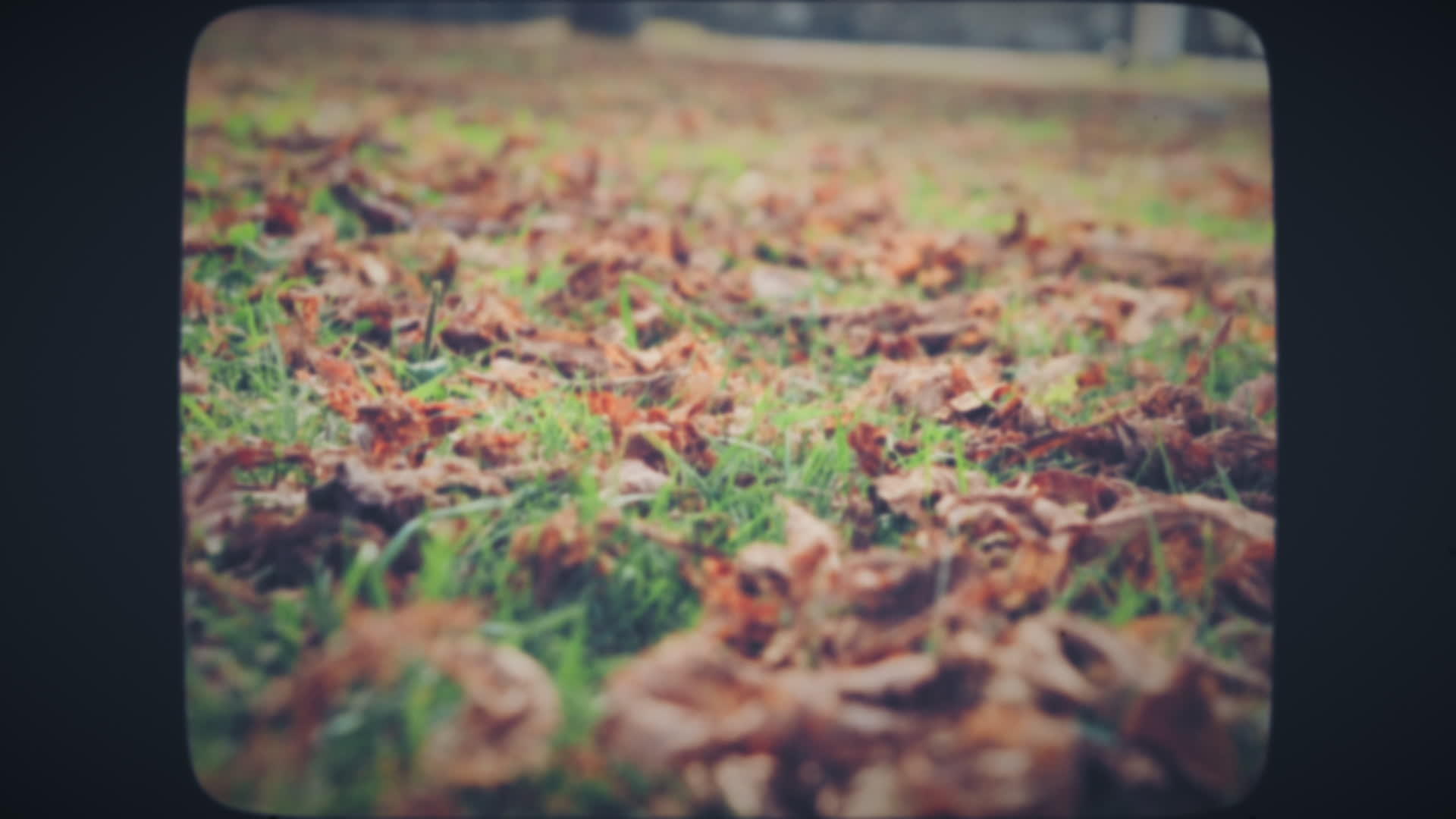 绿草覆盖着叶子视频的预览图