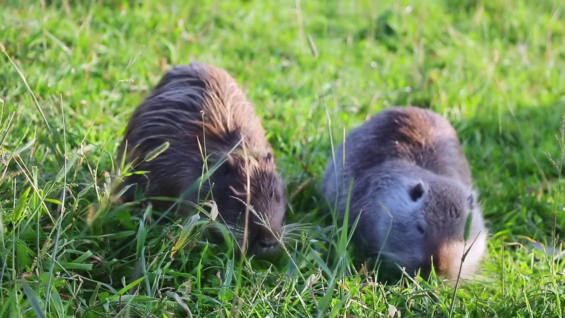 两只母鼠上岸吃绿草视频的预览图