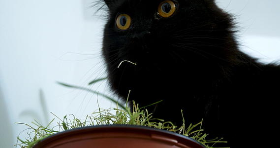 一只美丽的黑猫在大麻里吃草视频的预览图