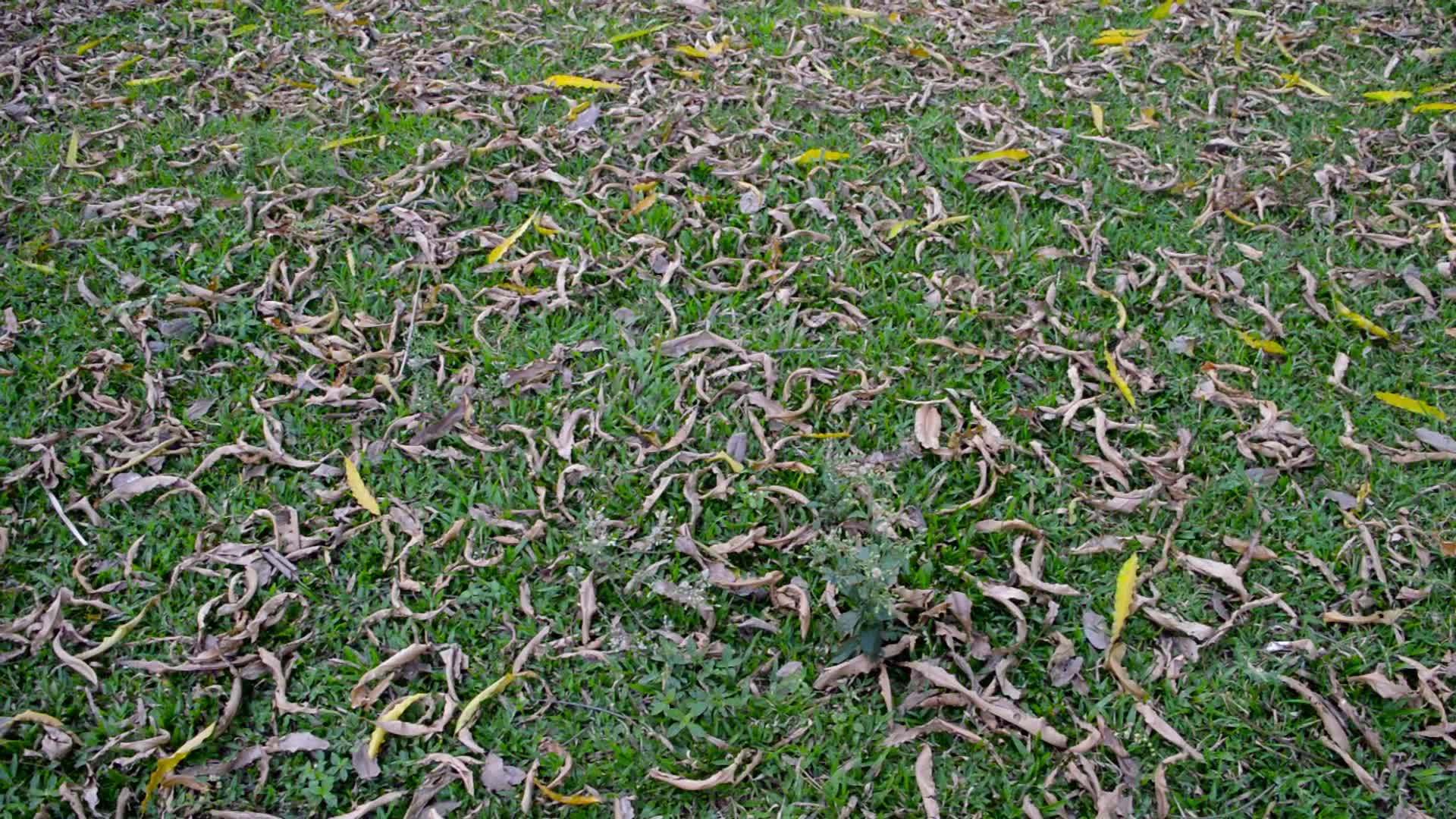 一大群死去的植物干枯的叶子躺在绿草地上秋天的叶子颜色抽象视频的预览图
