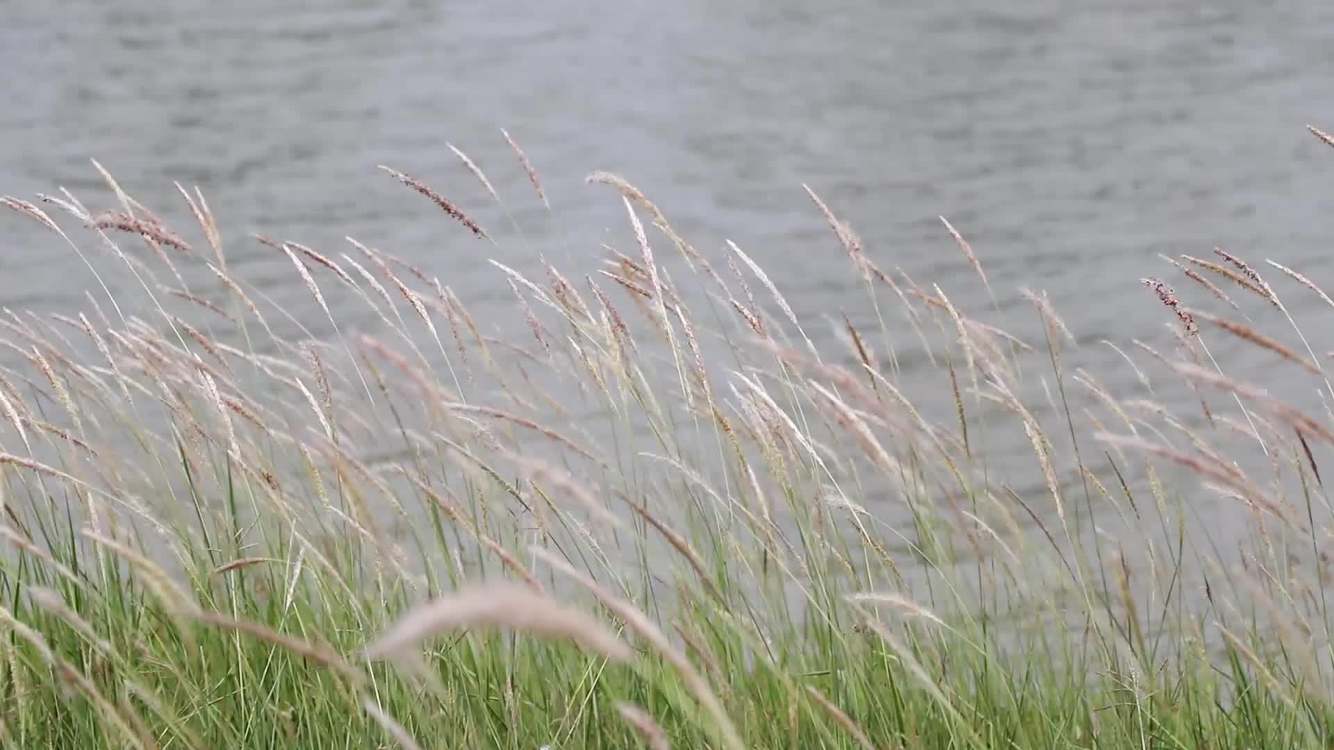 草花在湖边的风中摇摆视频的预览图