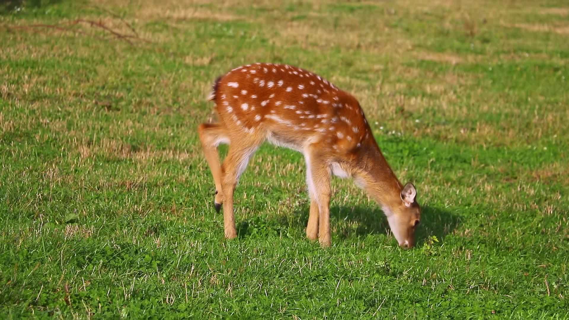 一只年轻的海鹿站在空地上吃着绿草视频的预览图