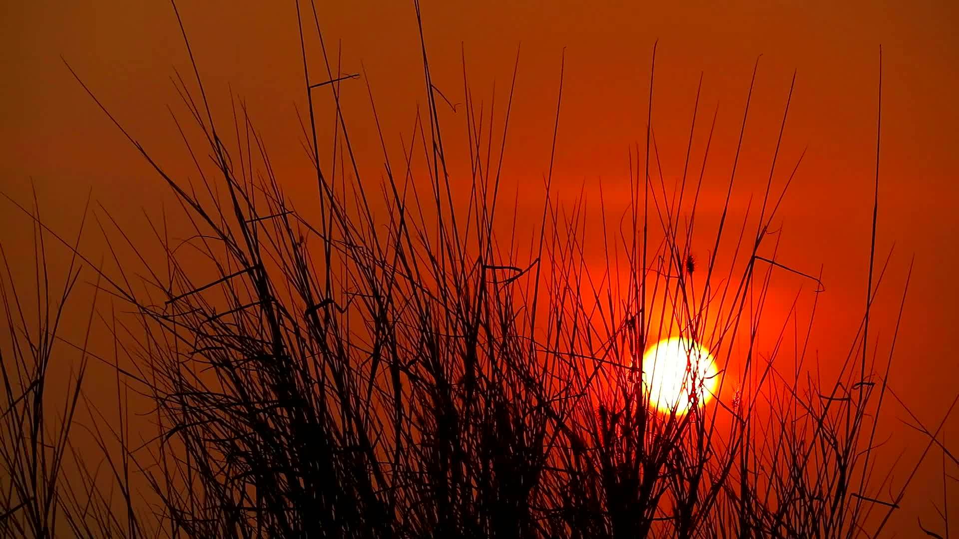 草原背面的日落月光草随风而动视频的预览图