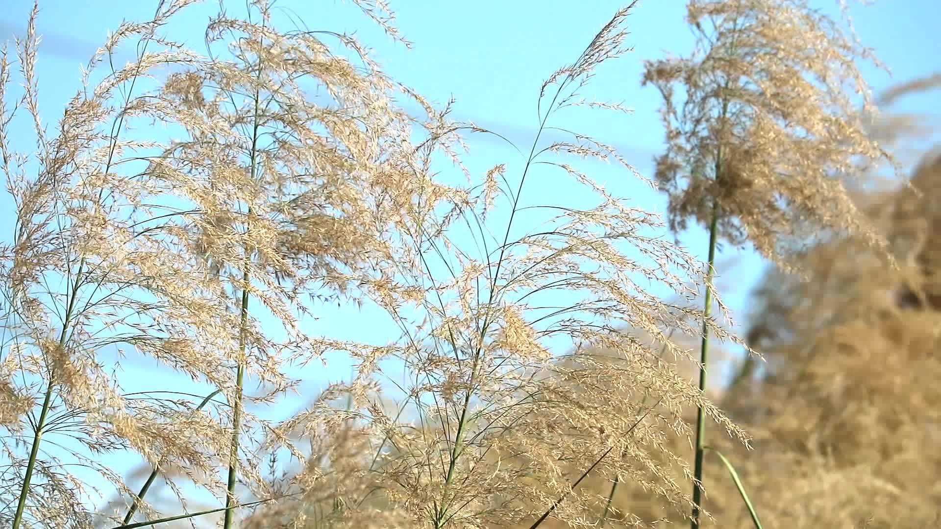 慢慢运动的金草草地和蓝天背景视频的预览图
