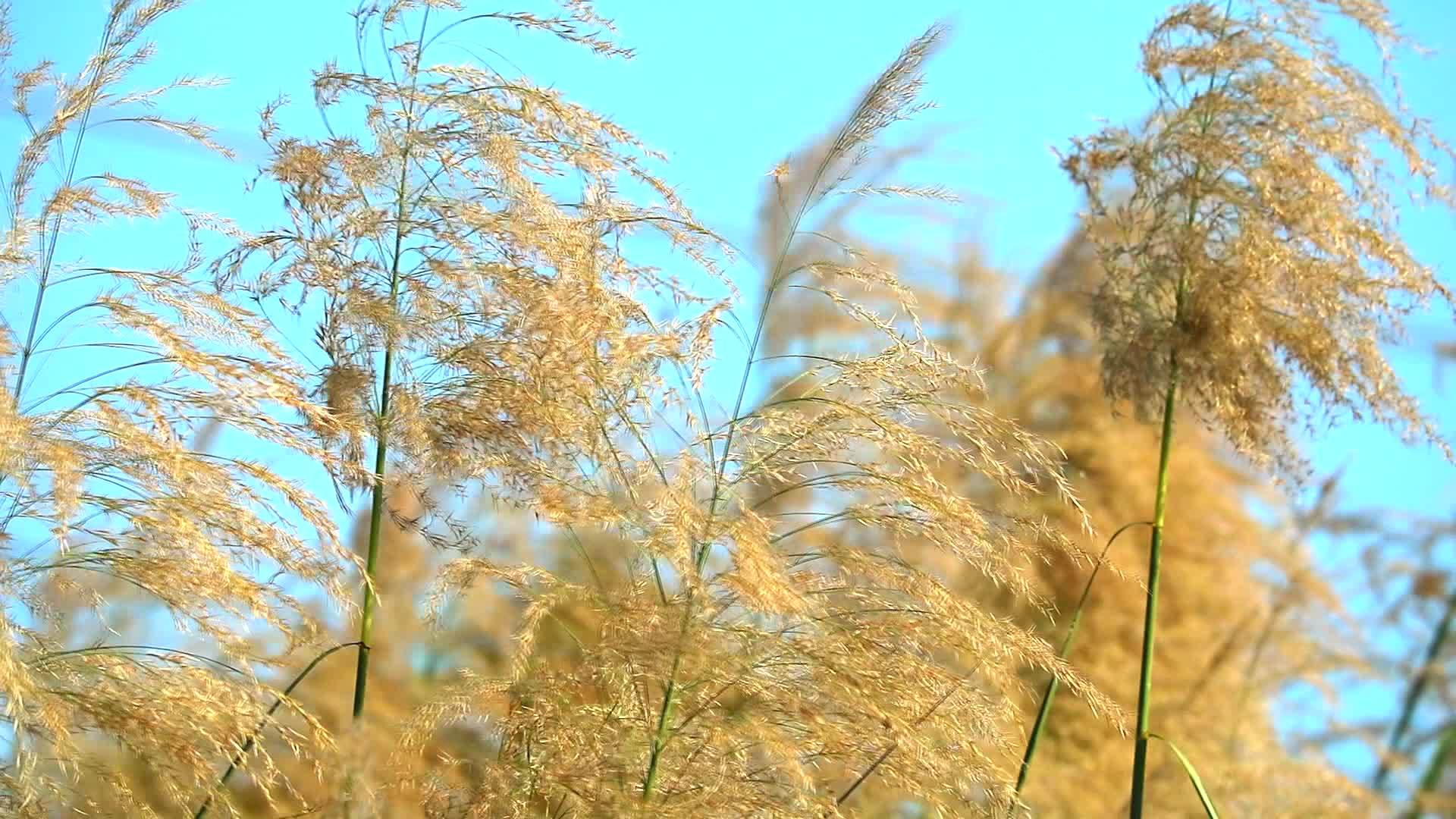 下午蓝天背景下的金花草地慢慢移动视频的预览图