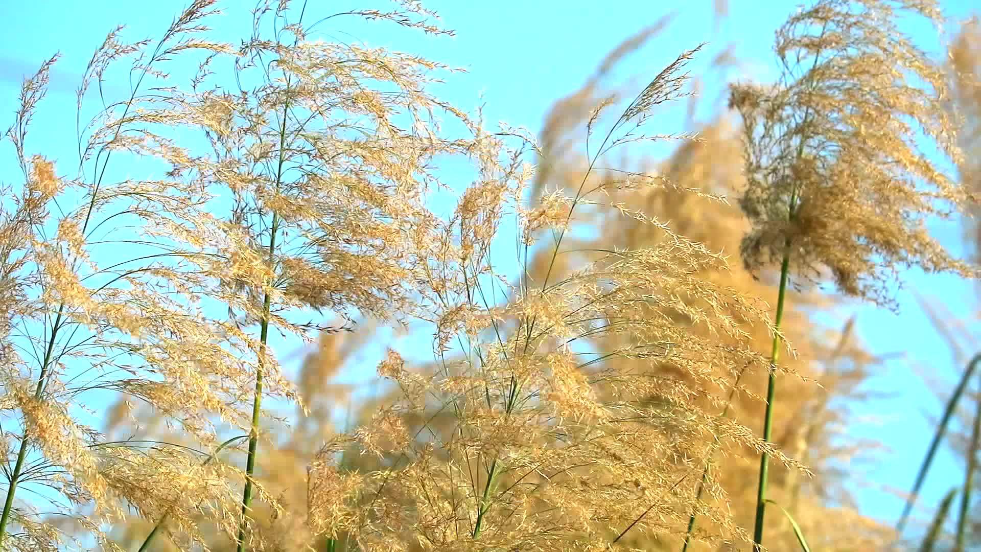 下午金色的花草是清澈的蓝天背景视频的预览图