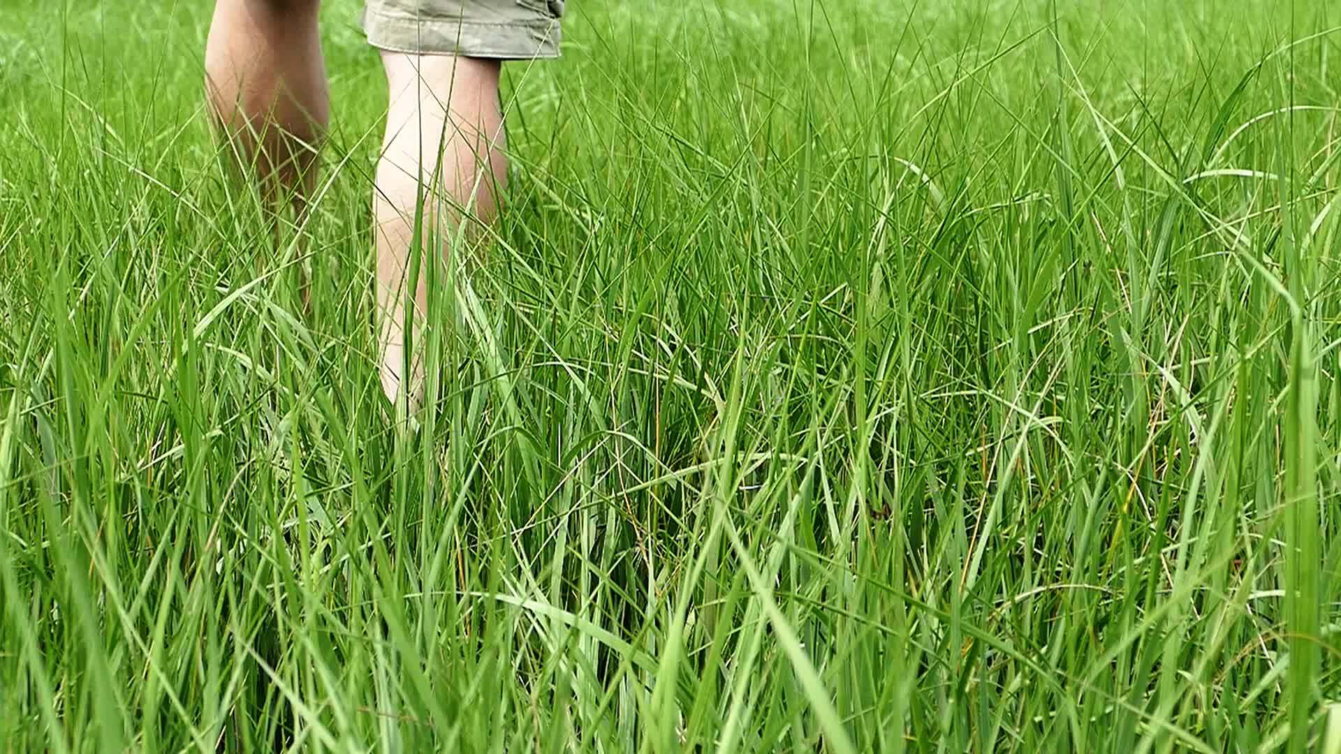 男人在草地上慢慢地走着视频的预览图