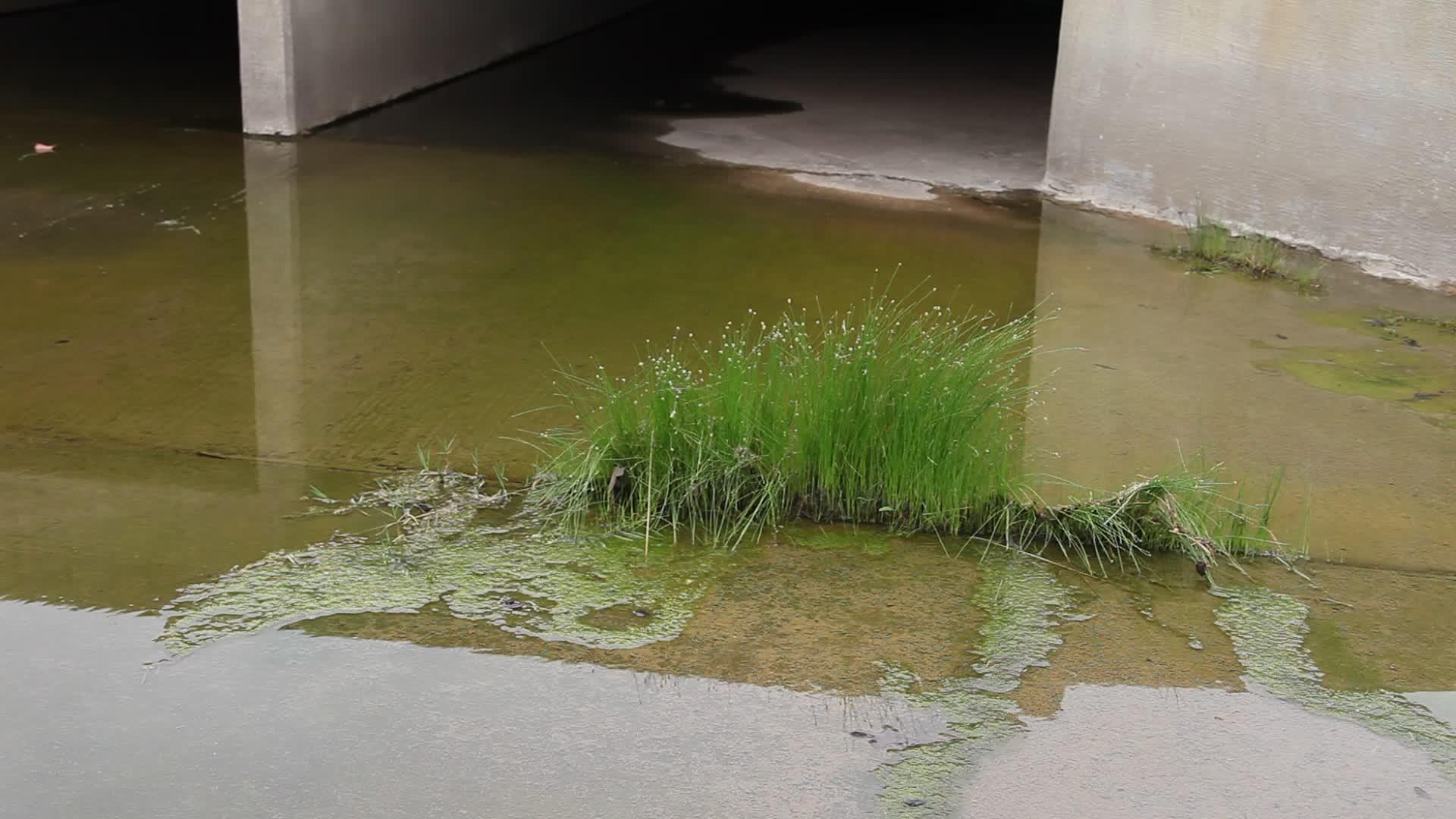 草生长在水中的水中视频的预览图