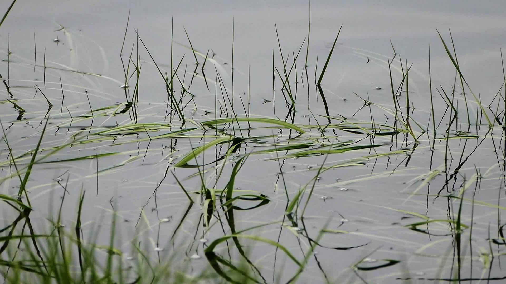 草原和水底视频的预览图