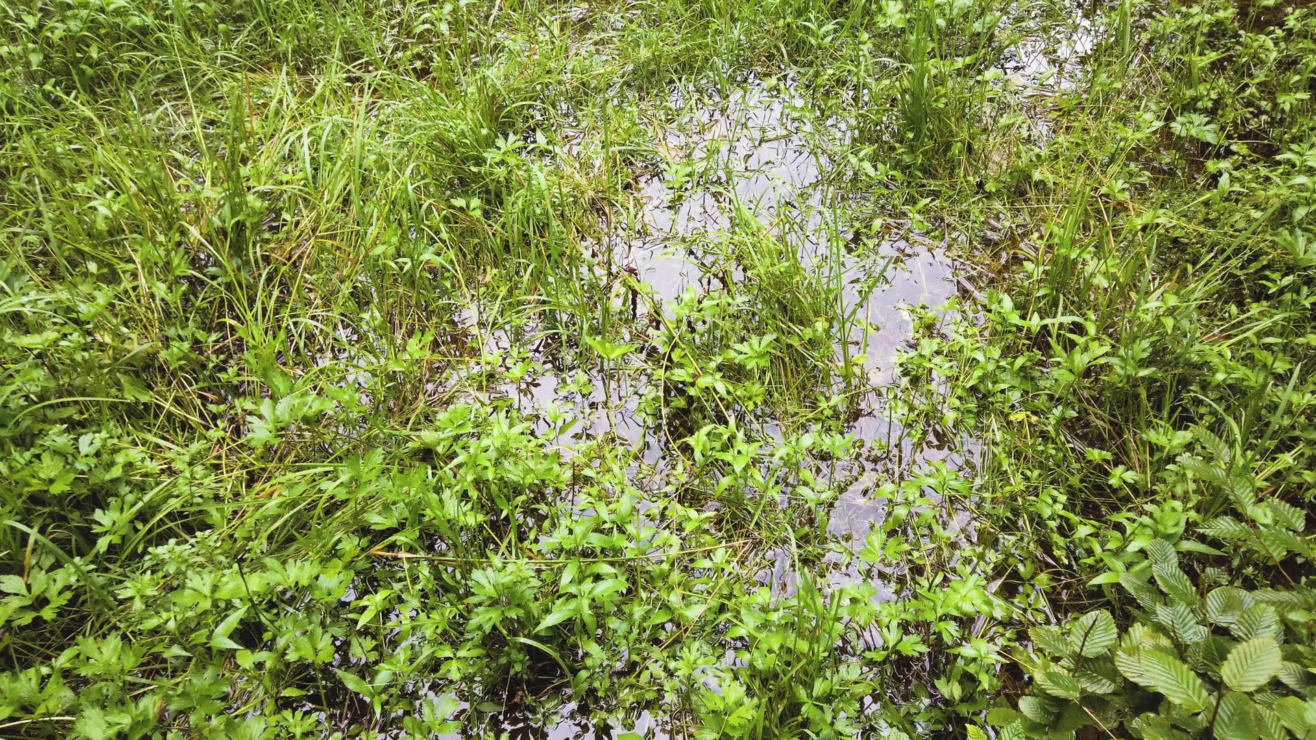 植入池塘的草叶在清澈的水面上反射视频的预览图