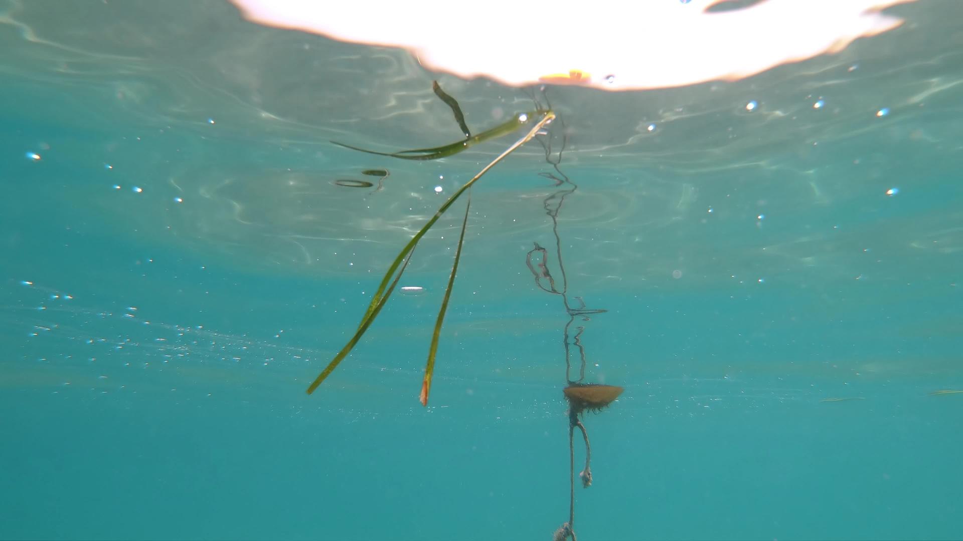 绿草漂浮在海面上视频的预览图
