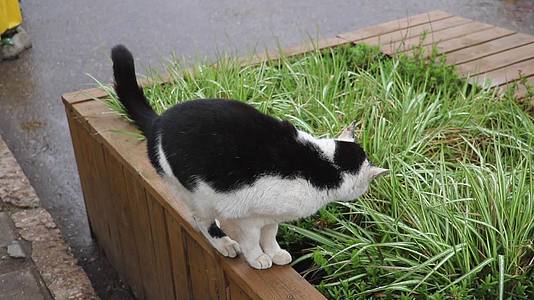 一只流浪猫正在吃绿草他走路和伸展视频的预览图